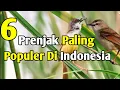 Download Lagu 6 Jenis Burung Prenjak Paling Populer di Indonesia