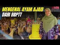 Download Lagu BBPTT Bongkar Fakta Ayam Maron: Bisnis Peternakan Masa Depan