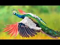 10 Most Beautiful Peacocks in the World