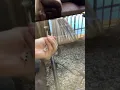 How to win a dice roll everytime