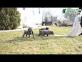 Beautiful Cane Corso Puppies