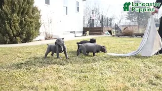 Beautiful Cane Corso Puppies