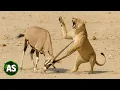 Download Lagu Les Moments Les Plus Incroyables Où Des Proies Échappent À Leurs Prédateurs | Animaux Sauvages