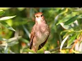 Download Lagu Nostalgia bersama burung Sikatan Londo, burung pengicau kecil dengan suara tembakan yang khas.