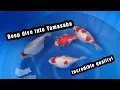 Download Lagu WORLD CLASS DAINICHI TAMASABA | Goldfish variety spotlight