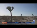 Growing popularity of Joshua Tree impacts longtime locals