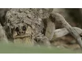 Mother wolf spider carries babies on her back