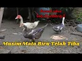Lagu Perawatan Entok Di Musim Hujan | Tips Cegah Penyakit Mata Biru Untuk Pemula