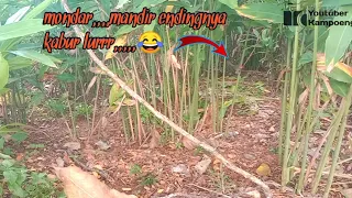 mikat prenjak kepala merah bersuara istimewah 