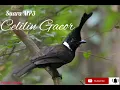 Download Lagu Suara Celilin gacor untuk masteran cucak hijau murai batu kacer konin.. masteran andalan kicau mania