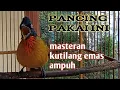 Download Lagu Masteran kutilang emas ampuh super gacor