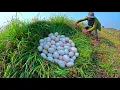 Download Lagu wow unique! a farmer pick a lot of duck eggs under the grass ln the rice field pick a lot of 