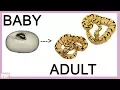 BALL PYTHONS THEN AND NOW ALL GROWN UP BUMBLEBEES