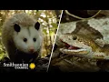 Copperhead Family vs Opossom Face-Off America s Wild Seasons Smithsonian Channel