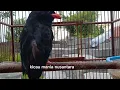 Download Lagu Burung Tengkek Buto Gacor Speed Lambat