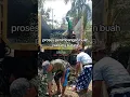 Download Lagu Petani pinang Betara