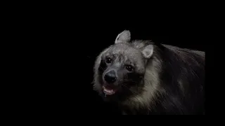                   دندنها