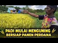 Lagu PADI MULAI MENGUNING DI LAHAN PAK SUDIWANI, BERSIAP PANEN PERDANA