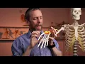 Download Lagu Guyon's canal or ulnar canal anatomy