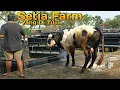 Lagu Akhirnya Setia Farm Belanja Lagi !! Sapi Bakalan Belgian Blue Cross Deal Menuju Setia Farm !!