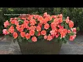 Plant Of The Day June 22 - June 28 Now 30 Off Proven Winners Plants