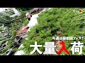 Download Lagu We have 1000 Juniper trees in stock... [Bonsai Q]