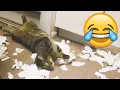 Naughty Cats Causes Major Troubles - Funny Cat Fails PETASTIC
