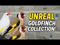 Lagu ONWERKELIJKE Puttercollectie! Grote en Parva-mutaties in Daouds Vogelkamer