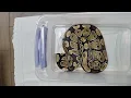 Pet Care Basics Snake Soaking