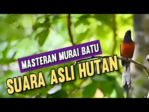 Download MP3 Masteran Murai Batu Suara Asli Hutan || Materi murai batu Hutan Suara Jernih !!