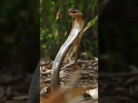 King cobra sulawesi #snake #kingcobra #cobra #sulawesikingcobra