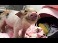 This Precious Piglet Is a Survivor
