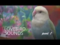 Download Lagu Peach-faced Lovebird's Sound:  White Head Opaline - Part 1