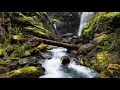 Nature Pill Binaural Beats - Theta Waves Peaceful Nature Sounds