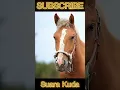 Download Lagu Suara Kuda 🐎