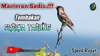 Download Masteran Gereja Tarung || Masteran Mewah || Masteran Handal || Speed Rapat MP3