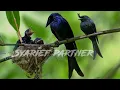Download Lagu [🔴NEKAT] ambil burung srigunting/Awar awar jambul d pucuk pohon