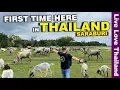 Download Lagu Dit is een nieuwe plek om te bezoeken in THAILAND | Spannende nieuwe dingen om te doen en te zi...