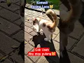 Lagu Malu Malu Kucing ya😹🤣#cat#comedy#drama#humor#pov#shorts#funnyshorts#kucing#kucinglucu#feedshorts#fyp