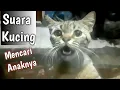Download Lagu SUARA KUCING MEMANGGIL ANAKNYA. Kucing lain auto mendekat.