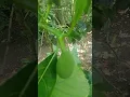 Lagu Buah Tongtolang nangka