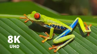 ultimate wild animals collection in 8k ultra hd 8k tv collection of animals 60 fps 