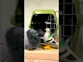 Download Lagu 💥🕊💥🔥💥🔥⚡✨🌟#fancy #kabootar #cutebaby #pigeonbird #whitepigeon #bird #bird #fancypigeon #pigeonlover