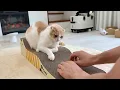 Download Lagu 2歳になっても爪研ぎを覚えてくれない猫にもう一度教え直してみたらこうなりましたw