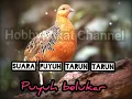 Download Lagu suara pikat Burung puyuh tarun tarun atau puyuh belukar jernih dan volume besar 👍👍👍