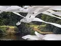 Bibio - Curls (Official Audio)