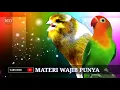 Lagu Kenari Gacor Panjang vs Lovebird Ngekek Panjang Mantap Buat Masteran Murai