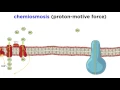 Cellular Respiration Part 3 The Electron Transport Chain and Oxidative Phosphorylation