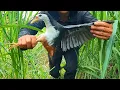 Download Lagu Bẫy Chim Quốc DÍNH QUỐC TRỐNG TO CHÀ BÁ LỬA | Cách Bẫy Chim Quốc Bằng Quốc Giả Malai ( cao su non )