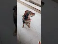 Download Lagu MERE हालात Aise H M kuch kr nhi sakta | Dog Funny Viral Video #viral #trending #shorts #funny #yt